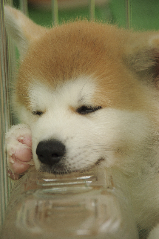 秋田犬がペットボトルに頭をのせて寝ている写真。