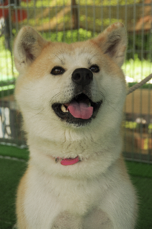 秋田犬が舌を出して座っている画像。