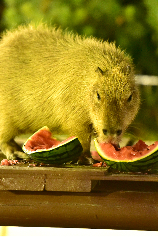 カピパラがスイカを食べている画像。