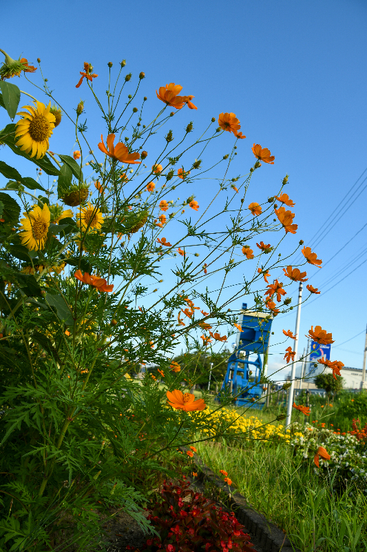 コスモスロードの画像。手前にコスモス、奥にポンピングユニットが写っている。