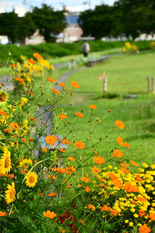 堤防にコスモスの花が咲いている画像