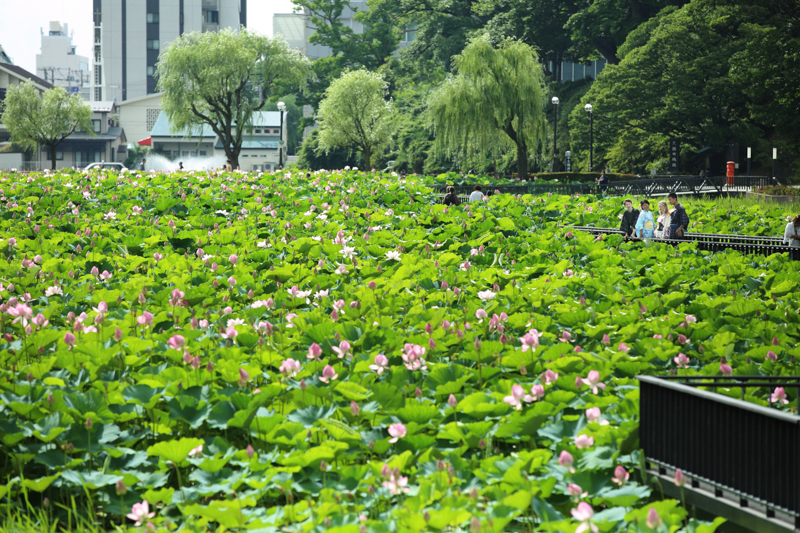 大手門の堀　遊歩道